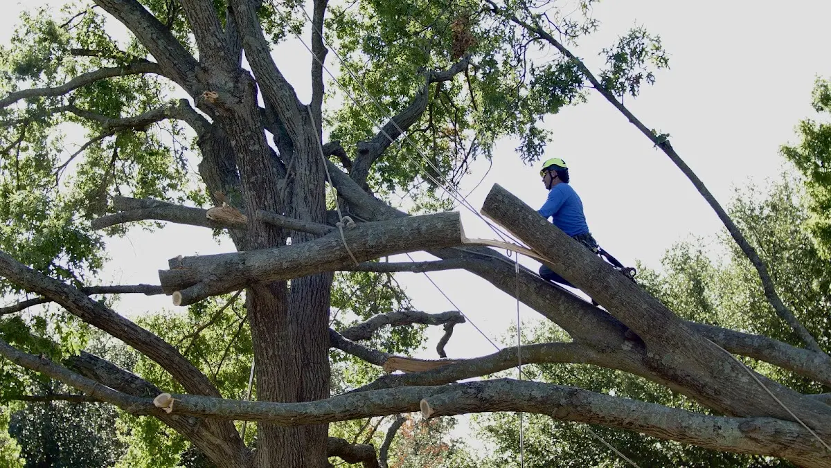 Professional Crown Thinning performed by certified arborists in Quanah