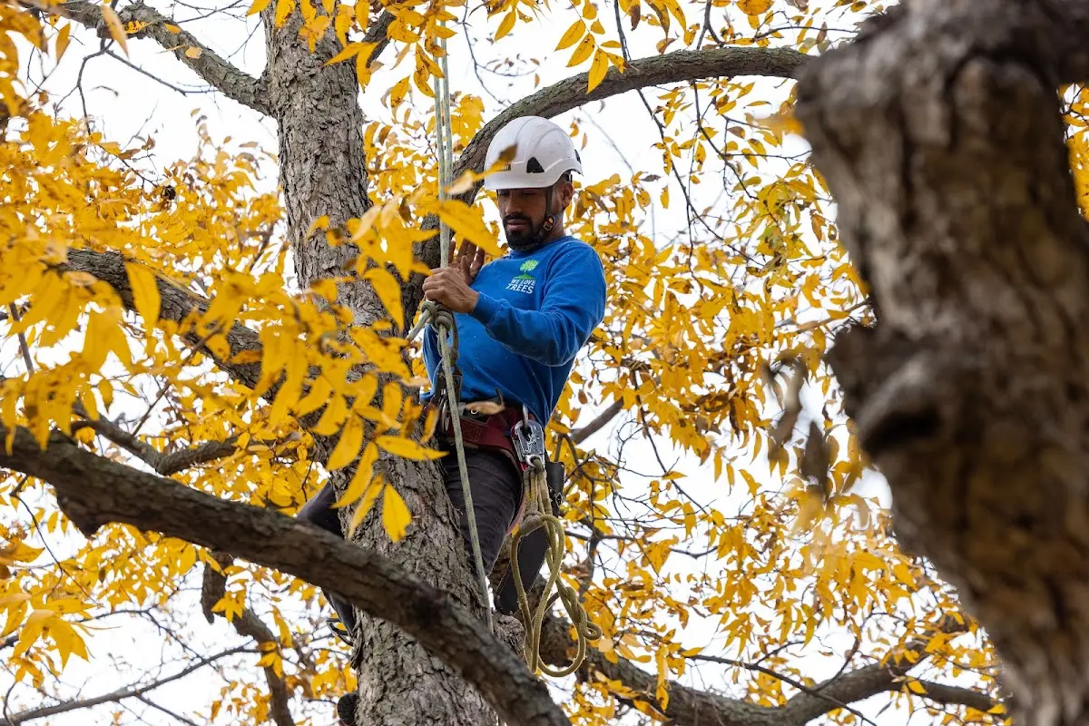 Skilled Tree Pruning crew working in Quanah